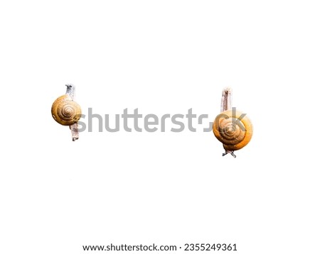 Snail shape with white background