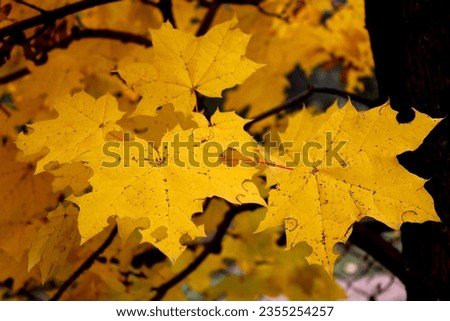 Autumn maple leaves on a branch