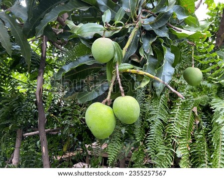 Green mango fruits on a mango tree isolated close-up on a tropical garden background in Icod de Los Vinos, Tenerife, Canary Islands, Spain 