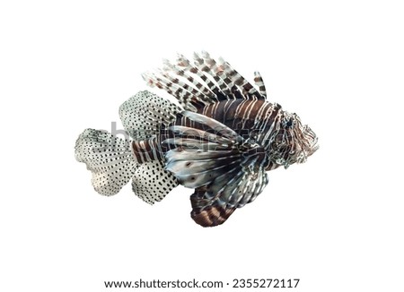 Devil firefish isolated on white background. Pterois miles tropical saltwater fish swimming cut out icon. Common marine lionfish cutout design element, side view Royalty-Free Stock Photo #2355272117