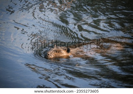 The beaver is a large, primarily nocturnal, semiaquatic rodent