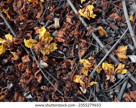 Colorful dried leaves and dried twigs Royalty-Free Stock Photo #2355279653