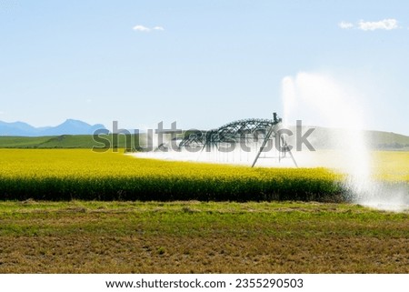 The irrigation system watering a rapeseed field. With modern irrigation systems, crops are watered in a timely manner. 