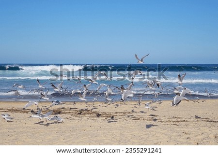 Scattered flying birds on the Maroubra beach,Sydney,Australia