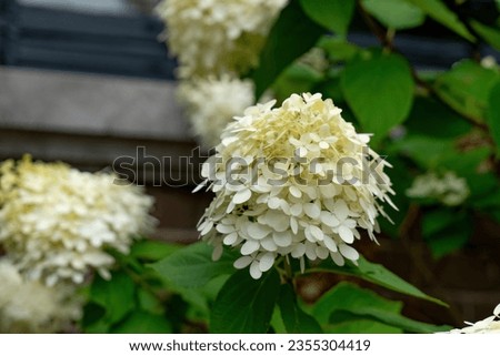 Close up and selective focus of Hydrangea arborescens, known as smooth hydrangea, wild hydrangea, sevenbark, or in some cases, sheep flower, is a species of flowering plant in the family Hydrangeaceae