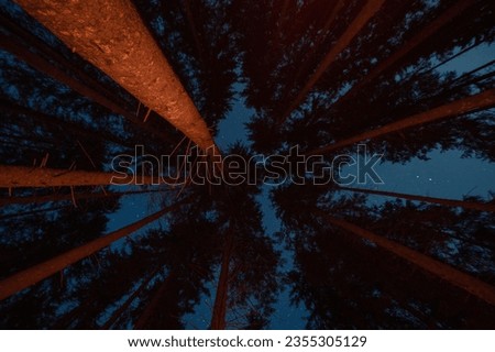 stars in the forest at night, tall trees and starry sky