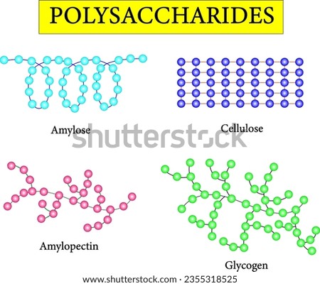 Polysaccharide types.Scientific conception. Amylose ,Cellulose , Amylopectin and Glycogen. Vector illustration.
 Royalty-Free Stock Photo #2355318525