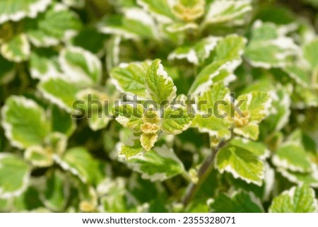 Swedish ivy Marginatus leaves - Latin name - Plectranthus forsteri Marginatus Royalty-Free Stock Photo #2355328071
