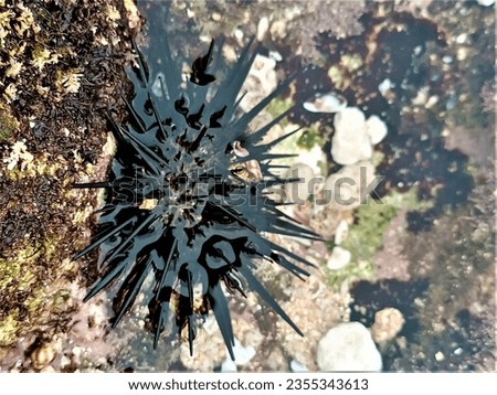 Black sea urchins on the beach