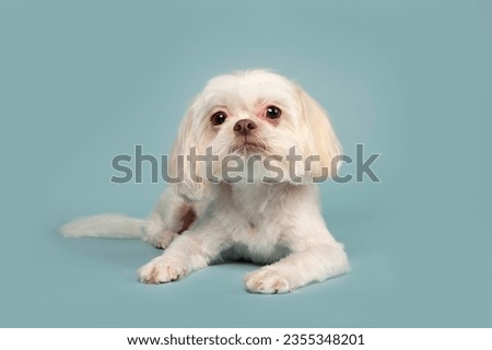 One white Shih Tzu dog lying and resting on the floor looking at the camera in the studio by a blueish background