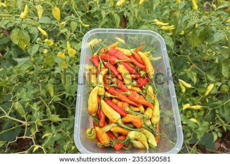 Gardening, harvest chilli with fresh and beautiful color, cabe from Indonesia | Natural stock photo without effect 