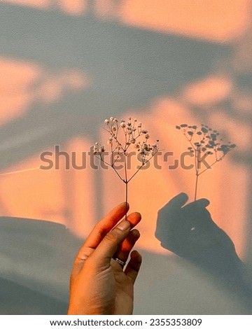 flower shadow light flower shadow light This image uses flower branches and a wall. by placing the hand holding the flower near the wall To allow the sun's light to reflect, creating a silhouette.