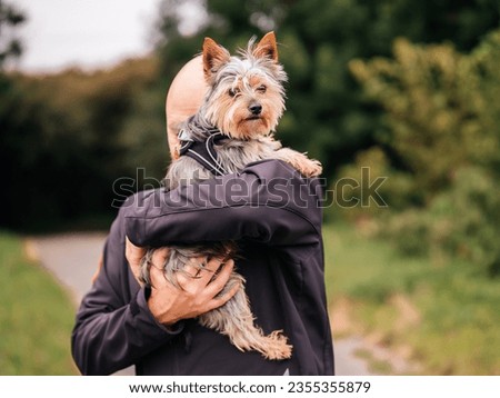 Man holding cute little Yorkshire terrier in his hands in a park. Beautiful scene with expression of affection and friendship to your friend. Selective focus. Bald male with stunning pet. Royalty-Free Stock Photo #2355355879