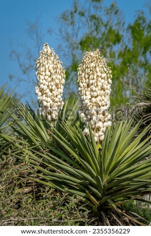 These Spanish Daggers were in full bloom in a south Texas natural area. Royalty-Free Stock Photo #2355356229