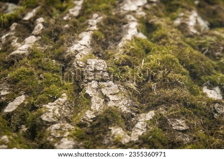 Some close up moss and wood
