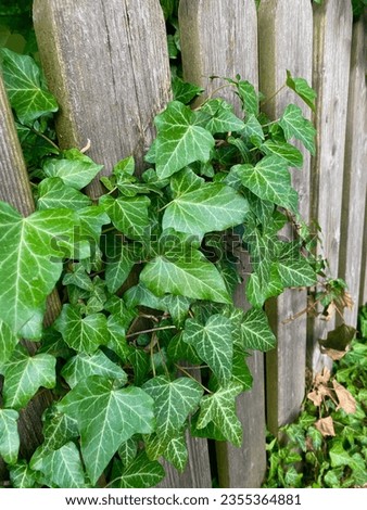 green leaves on the fence Royalty-Free Stock Photo #2355364881