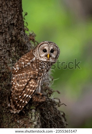 Barred owl in central Florida 