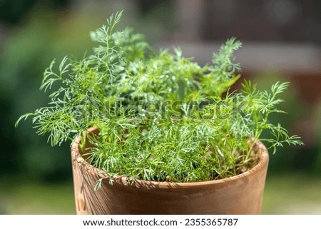 Organic herbs growing at home. Fresh green dill after water spraying, leaves with water drops, growing in clay pot on windowsill, terrace, balcony. Indoor gardening. Grow seedlings in apartment.  Royalty-Free Stock Photo #2355365787