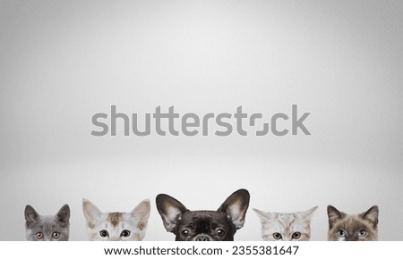 Row of the tops of heads of cats and dog, peeking over a blank white sign. Sized for web banner or social media cover