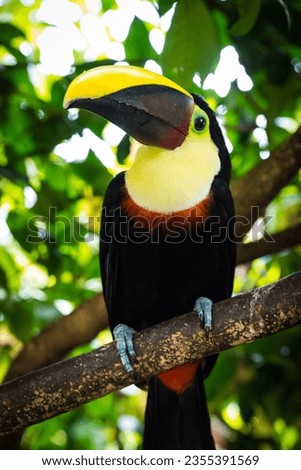 toucan wildlife forest ramphastos costa rica 