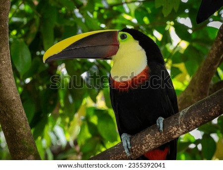 toucan wildlife forest ramphastos costa rica