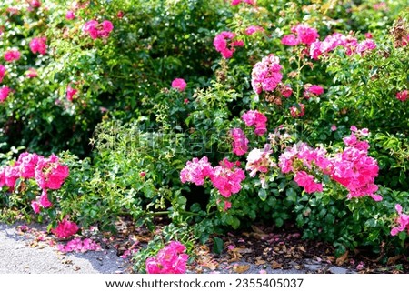 bushes full of pink roses on a sunny summer day. 'THE FAIRY' BUSHING rose. blooming rose bushes. Beautiful shrub roses. roses in the city park.  Royalty-Free Stock Photo #2355405037
