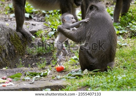 Baboon (Papio) is an African monkey from the family of marsupials. There are five species of baboons
