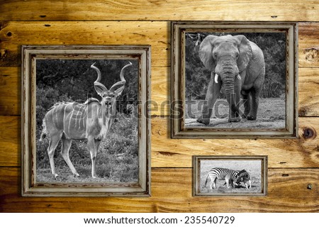 Three empty picture frames with black and white images of a elephant, kudu and two zebras over a wooden background.