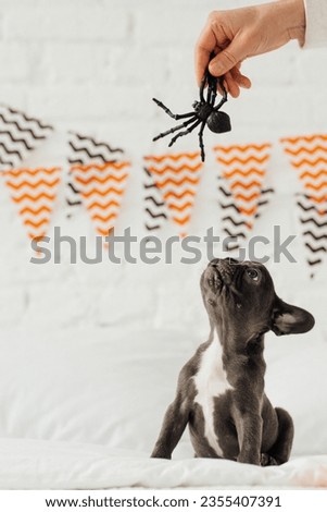 Happy beautiful gray pet doggy sitting on white bed celebrates Halloween. Young French bulldog with blue eyes playing with toy pumpkin Jack and spiders for hallows eve at bedroom