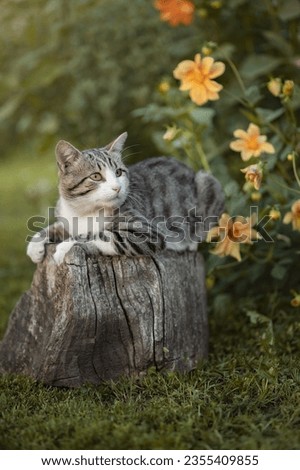 Photo of a beautiful cat in a summer garden.