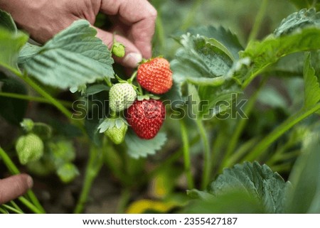 Strawberry bush with red and green berries.