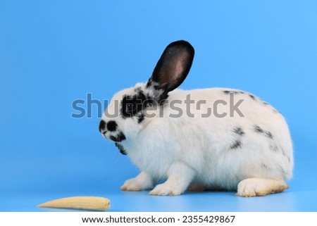 A healthy lovely baby white bunny easter rabbit on blue background. Cute fluffy rabbit on blue background Lovely mammal with beautiful bright eyes in nature life. Animal Easter symbol concept.