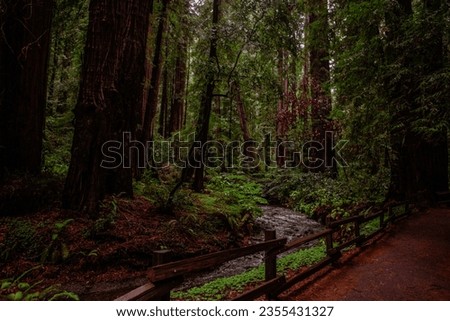 Stream flowing through the old growth redwood forest of Muir Woods National Monument in Mill Valley California, beside a trail with a wooden fence leading alongside towering ancient trees
