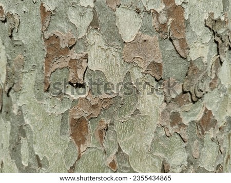textured tree trunk close up, copy space, background, selective focus