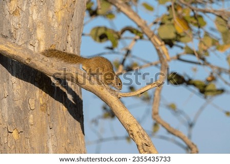 Smith's bush squirrel (Paraxerus cepapi) Okavango Delta or Okavango Grassland, Botswana