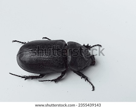 Wallpaper. The beetle. Or Thai people call the buffalo dung beetle. Usually during the rainy season. Because it can't rain.