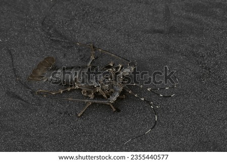 A brown rock lobster looking for food in shallow sea water where there is a lot of algae growing. This marine animal with high economic value has the scientific name Panulirus homarus. Royalty-Free Stock Photo #2355440577