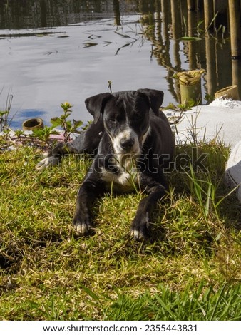 The Beratan Lakeside template Dog