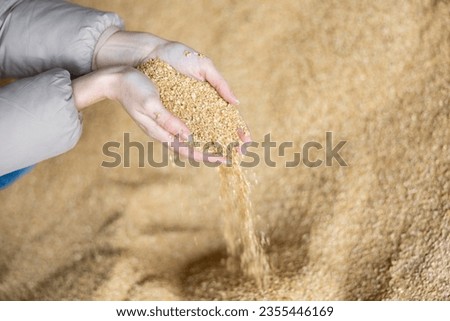 Closeup view of soybean husk animal feed for dairy cattle in hands of farmer in storage area at farm Royalty-Free Stock Photo #2355446169