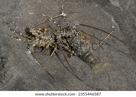 Two brown rock lobsters crawling on the sand at low tide. This marine animal with high economic value has the scientific name Panulirus homarus. Royalty-Free Stock Photo #2355446587