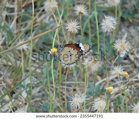 photo of a cute little butterfly perched on a white flower