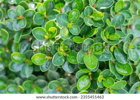 natural scenery of green leaves Green Wallpaper Ideas nature background Tropical leaves. 