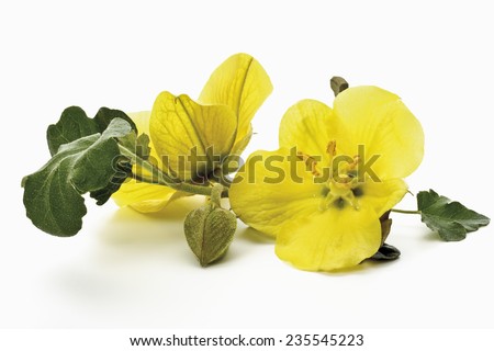 Yellow evening primroses Royalty-Free Stock Photo #235545223