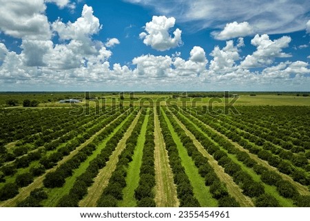 View from above of green farmlands with rows of orange grove trees growing on a sunny day in Florida Royalty-Free Stock Photo #2355454961