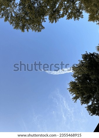 A stripe of cloud reaches through the blue sky, obstructed by big leafy branches.