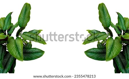 Decorative Frame Tropical Foliage Leaves of Calathea Plant isolated on white background, clipping path included Royalty-Free Stock Photo #2355478213