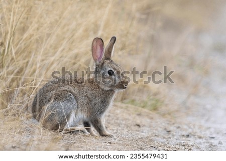 European rabbit (Oryctolagus cuniculus), young animal sits at the wayside, Emsland, Lower Saxony, Germany Royalty-Free Stock Photo #2355479431