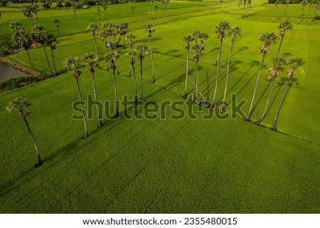 Aerial view morning sun rise on rice plantation field with coconut palm tree nature landscape.