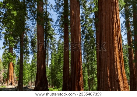 Mariposa Grove of Giant Sequoias, Yosemite National Park, California USA