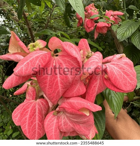 PHILIPPINE-MUSSAENDA Stock Photos and Images - Avopix.com